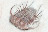 Spiny Cyphaspides Trilobite - Jorf, Morocco #96827-2